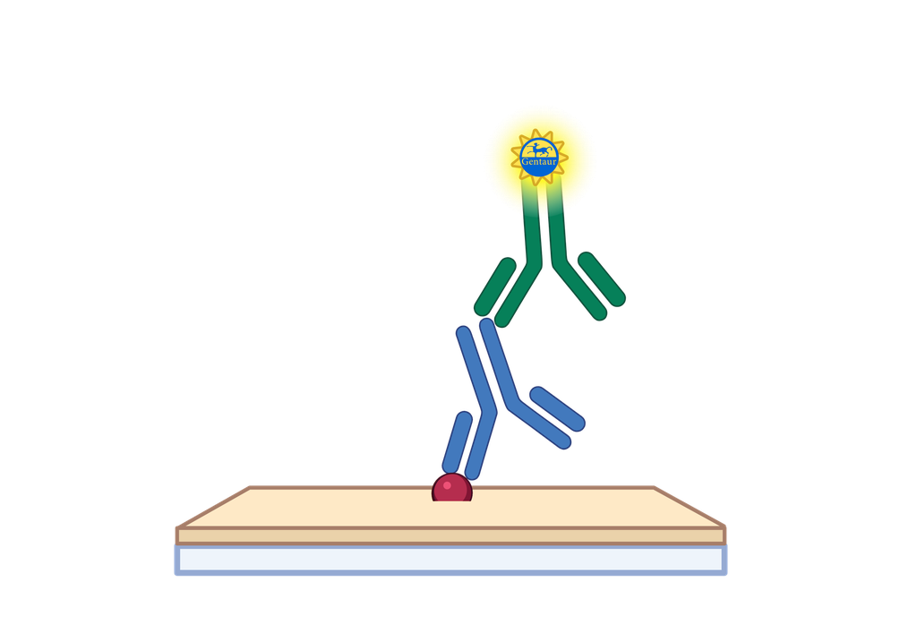 ELISA   ACOT13|Acyl-coenzyme A thioesterase 13