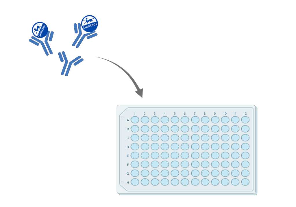 ELISA   ACSM5 anti-