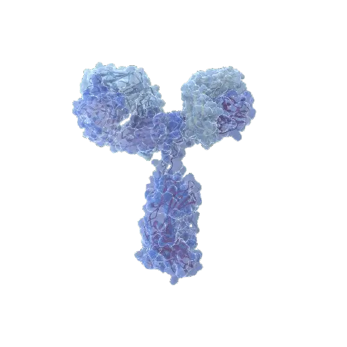 HIF1A (Human) IP-WB Antibody Pair