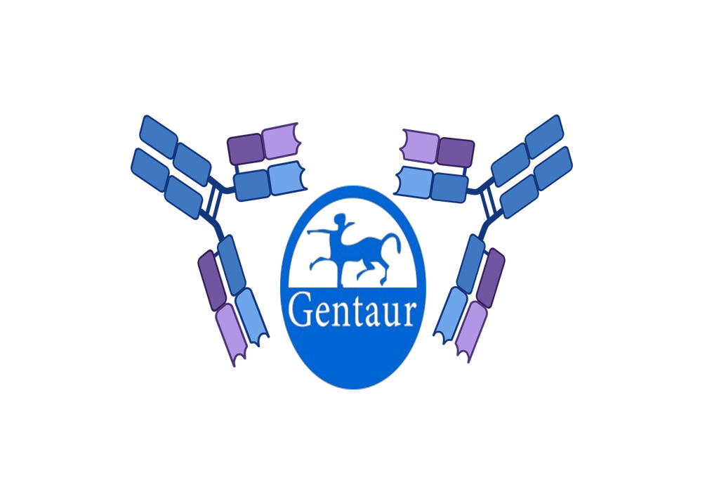  Norovirus Genotype I+II, rapid test for detection of Norovirus Genotype I and II antigens in faeces,...