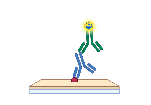 [CSB-PA001158LC01HU] ELISA   ACLY Antibody, FITC  