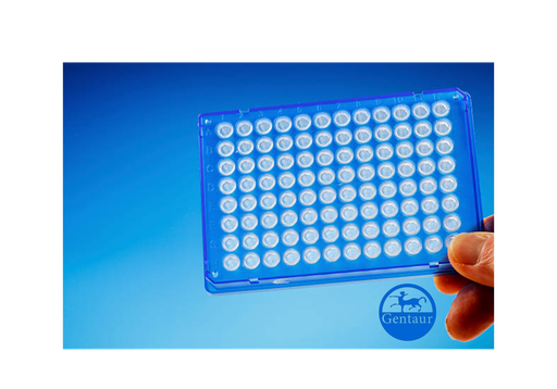 [CSB-PA20477A0Rb] ELISA acta1b anti-