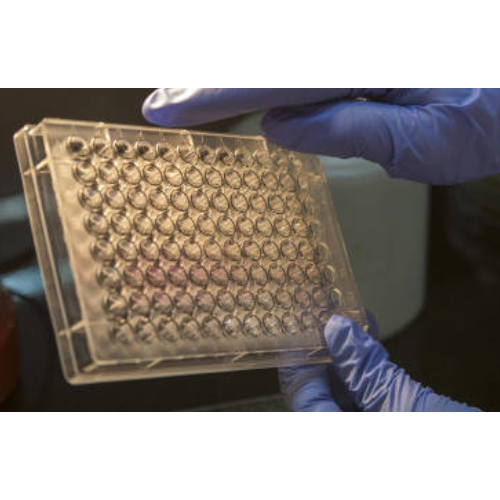 [CSB-PA096347] ELISA   ACTN1|ACTN2|ACTN3|ACTN4 anti-