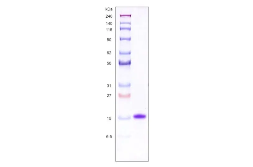 [MC01-025] Recombinant Human Galectin 1, His Tag -25 ug